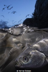 
3.The incredible journey of pearl mullet fishes living ... by Mehmet Öztabak 